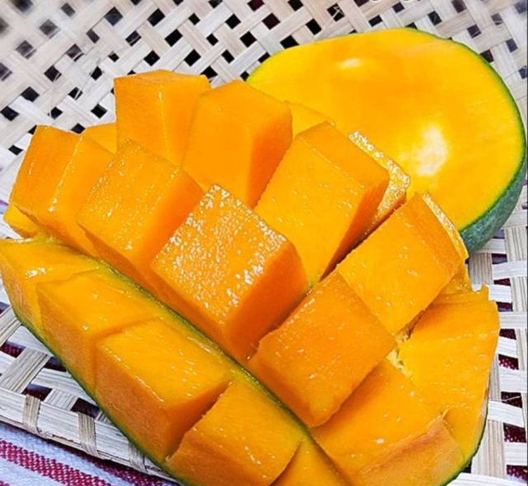 Harumanis Manggo Grafted Rare Tropical Fruit Plant