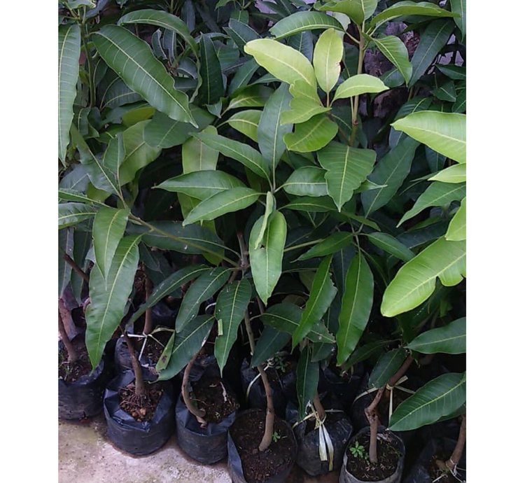 Harumanis Manggo Grafted Rare Tropical Fruit Plant