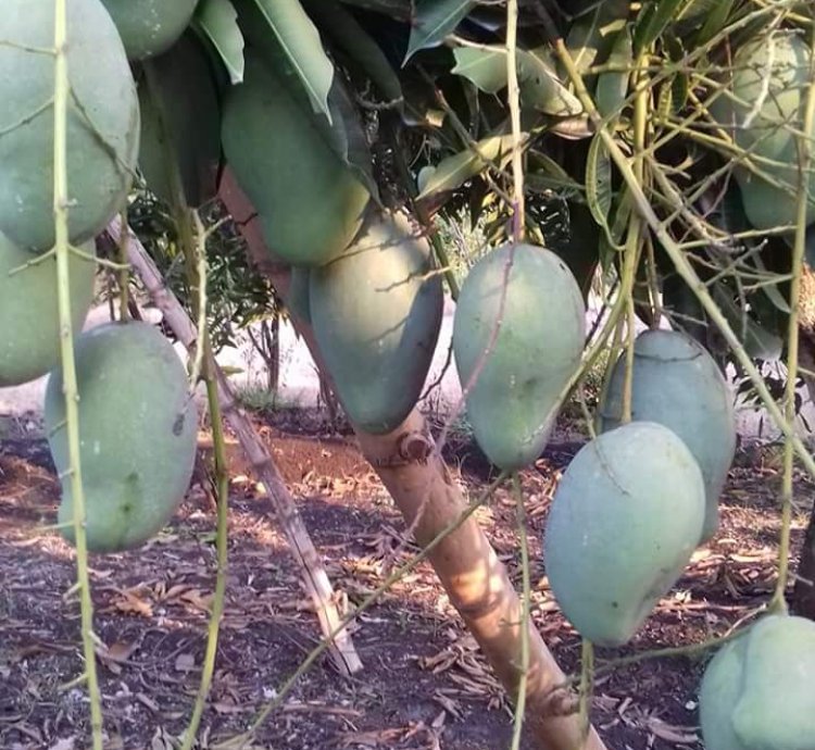Harumanis Manggo Grafted Rare Tropical Fruit Plant