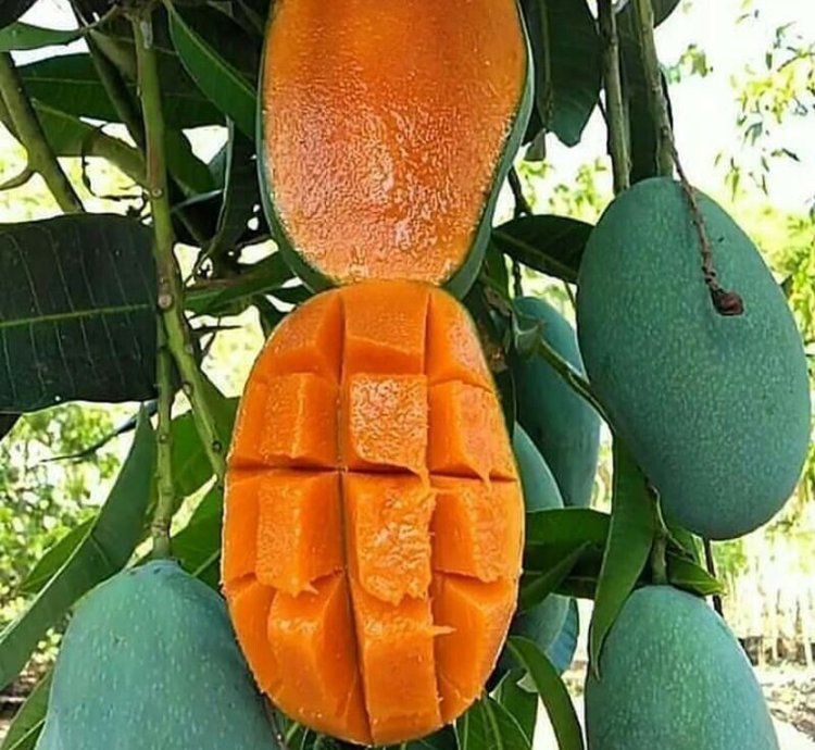 Harumanis Manggo Grafted Rare Tropical Fruit Plant