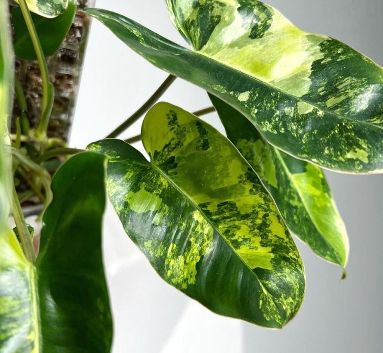 Philodendron burle Marx Albo Variegata