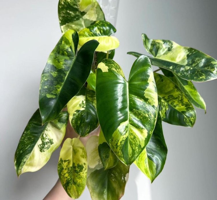 Philodendron burle Marx Albo Variegata