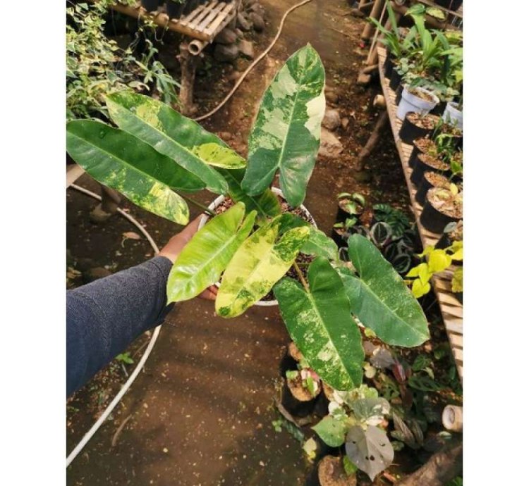 Philodendron burle Marx Albo Variegata