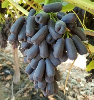 Grape Moondrop Sweet Saphire Grafted