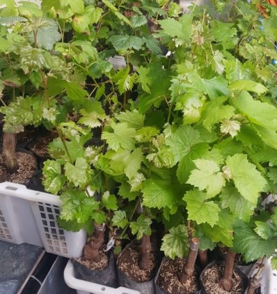 Grape Moondrop Sweet Saphire Grafted