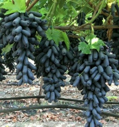 Grape Moondrop Sweet Saphire Grafted