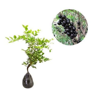 Brasil Jaboticaba Preco Varigata