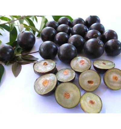 Brasil Jaboticaba Preco Varigata