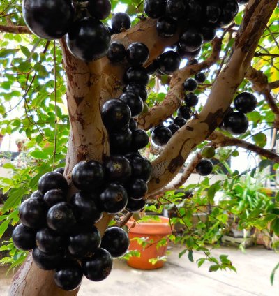 Brasil Jaboticaba Preco Varigata