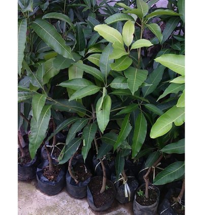 Harumanis Manggo Grafted Rare Tropical Fruit Plant