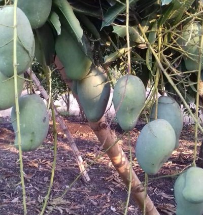 Harumanis Manggo Grafted Rare Tropical Fruit Plant
