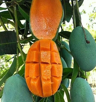 Harumanis Manggo Grafted Rare Tropical Fruit Plant