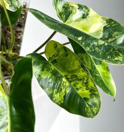 Philodendron burle Marx Albo Variegata