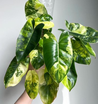 Philodendron burle Marx Albo Variegata