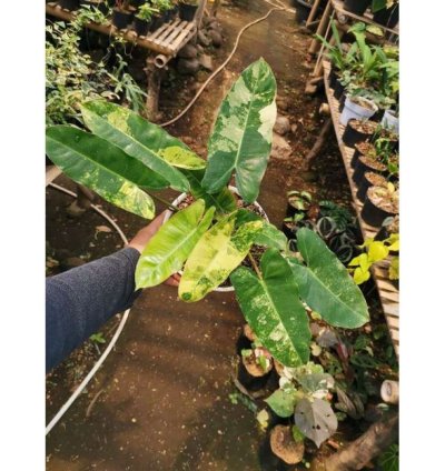 Philodendron burle Marx Albo Variegata